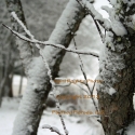 snow-and-the-apple-tree